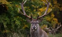 Tierpfleger:in vor Ort
