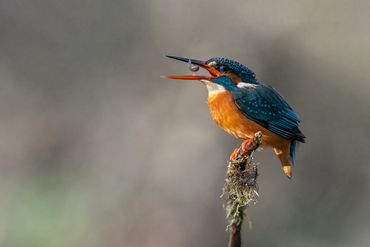 Eisvogel-Safari im Garten des Besuchszentrums