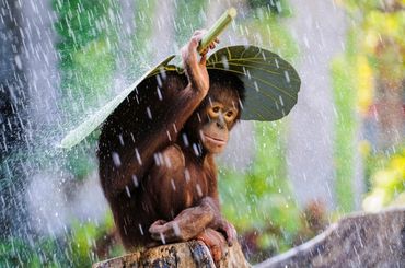 Kurzworkshops anlässlich des Welt-Orang-Utan-Tag