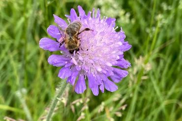 Bienen-Special an Pfingstsonntag