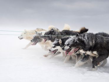 Mit Grönlandhund und Hundeschlitten