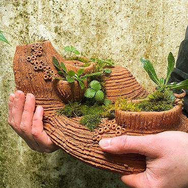 Mission Mini-Wildnis - Baue deine eigene Pflanzeninsel!