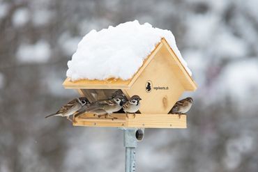 Schau rein - Fütterung im Winter