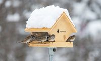 Schau rein - Fütterung im Winter