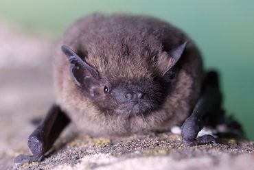 Erlebnisabend für die ganze Familie: Die Mäuse sind los