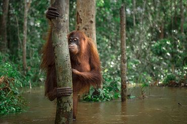 Ferien-Workshop für Kinder - Abenteuerreise zu den Orang-Utans