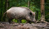 Wildschwein-Safari