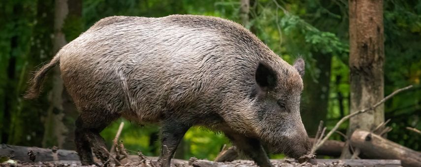 Wildschwein-Safari