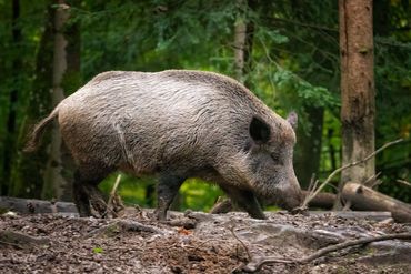Wildschwein-Safari