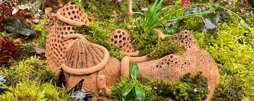 Mission Mini-Wildnis - Baue deine eigene Pflanzeninsel!