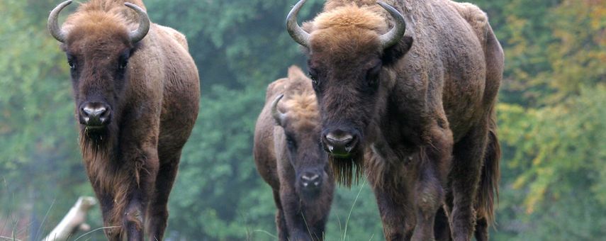 Wisent-Safari