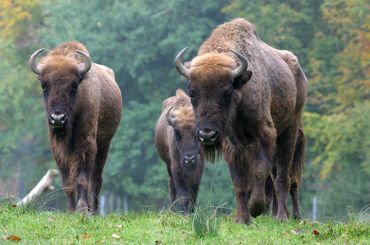 Wisent-Safari