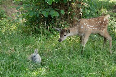 «Bambi. Eine Lebensgeschichte aus dem Wald»